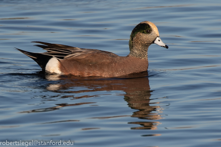 emily renzel wetlands